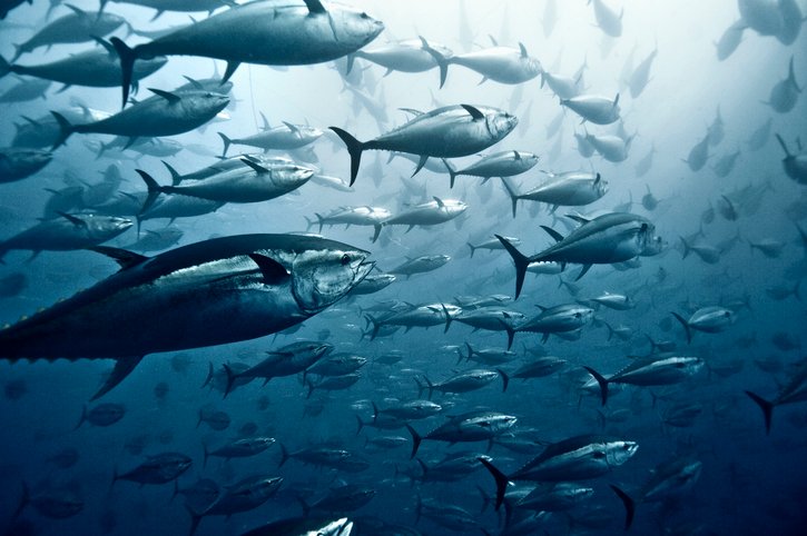 Fishery Production